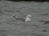 Caspian Gull at Paglesham Lagoon (Steve Arlow) (93780 bytes)
